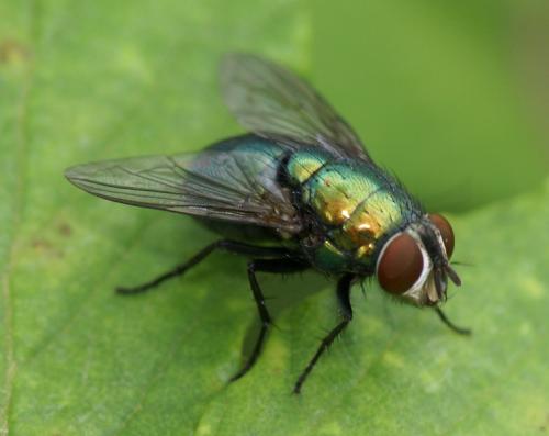 Réf. 247 045 : Lucilia ampullacea